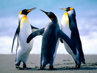 Img Manchots